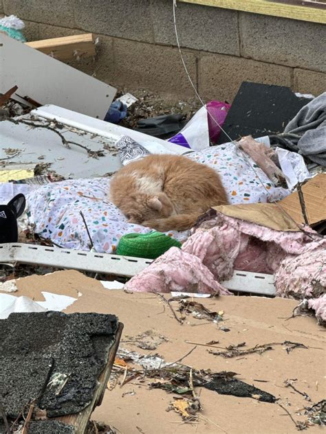 16-year-old cat survives Tennessee tornado while owner was out of town